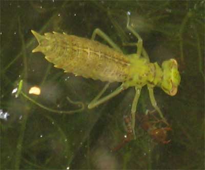 Dragonfly+larvae+key