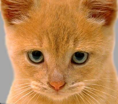 Gambar Kucing | Kumpulan Gambar