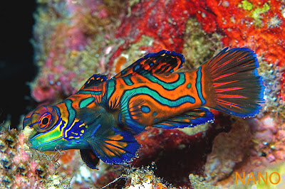 liv lo mandarin aqua world pez mandarin liv lo mandarin aqua world pez mandarin