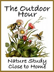 The Outdoor Hour