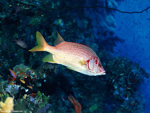 Underwater Creatures Wallpapers 76 Images, Picture, Photos, Wallpapers