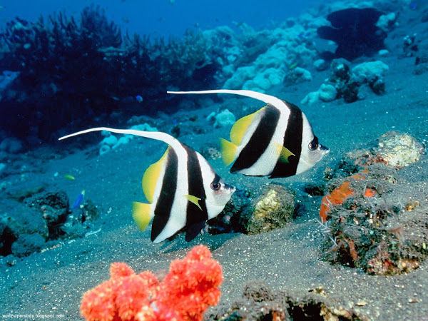 Underwater Creatures Wallpapers 02 , wall paper on wall, wallpaper for desktop, download wallpapers for, wallpaper with pictures, wallpaper from pictures, image and wallpaper, wallpaper of image, wallpaper for image, flower pictures, images of flowers wallpapers