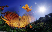 Butterflies HD Wallpapers 01 Images, Picture, Photos, Wallpapers