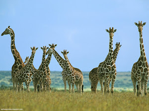 Giraffe Herd in Field, Kenya, Africa Images, Picture, Photos, Wallpapers