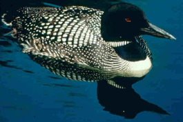 [Commonloon+bird.JPG]
