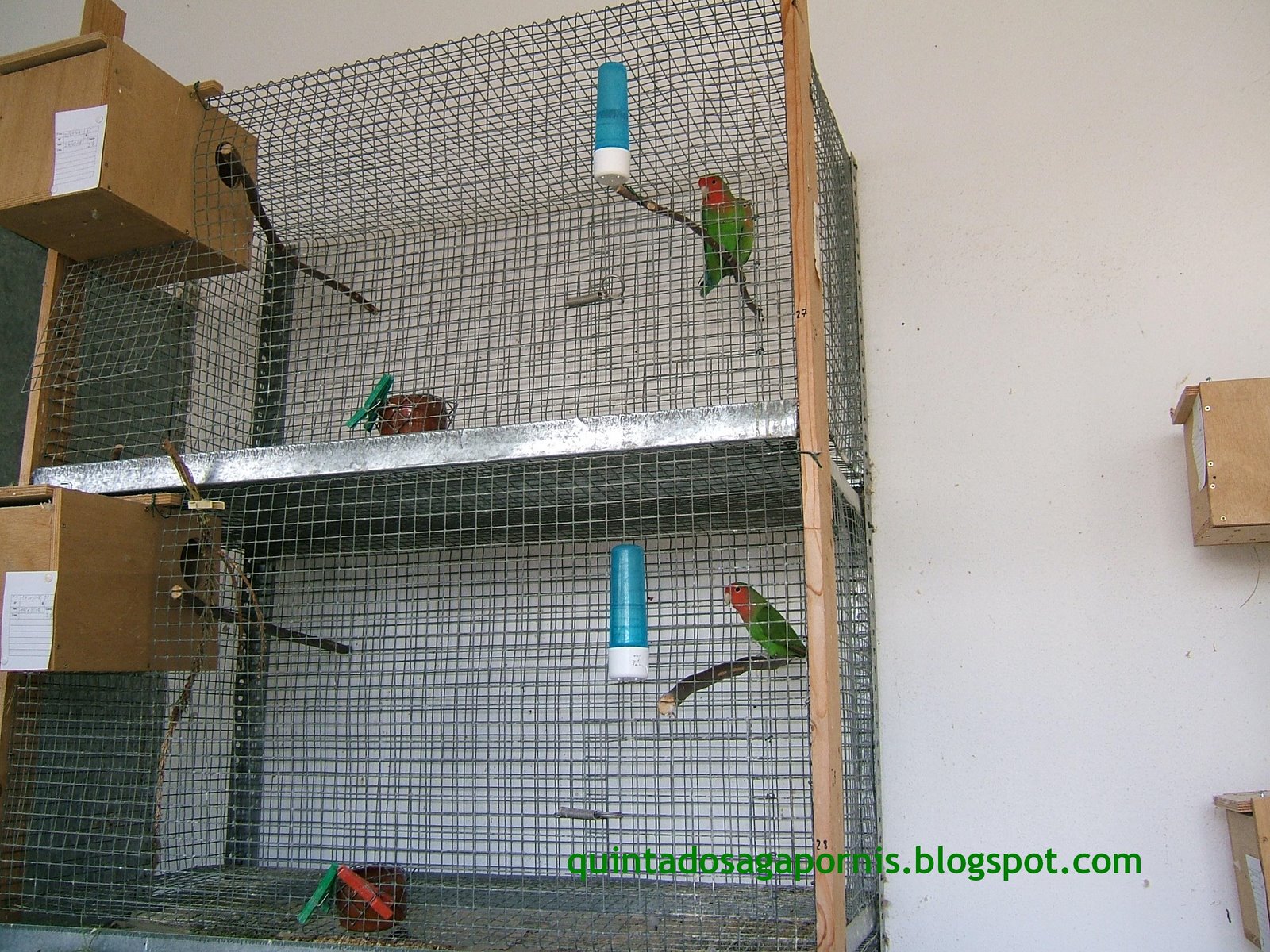 [gaiolas+longfeathers.JPG]