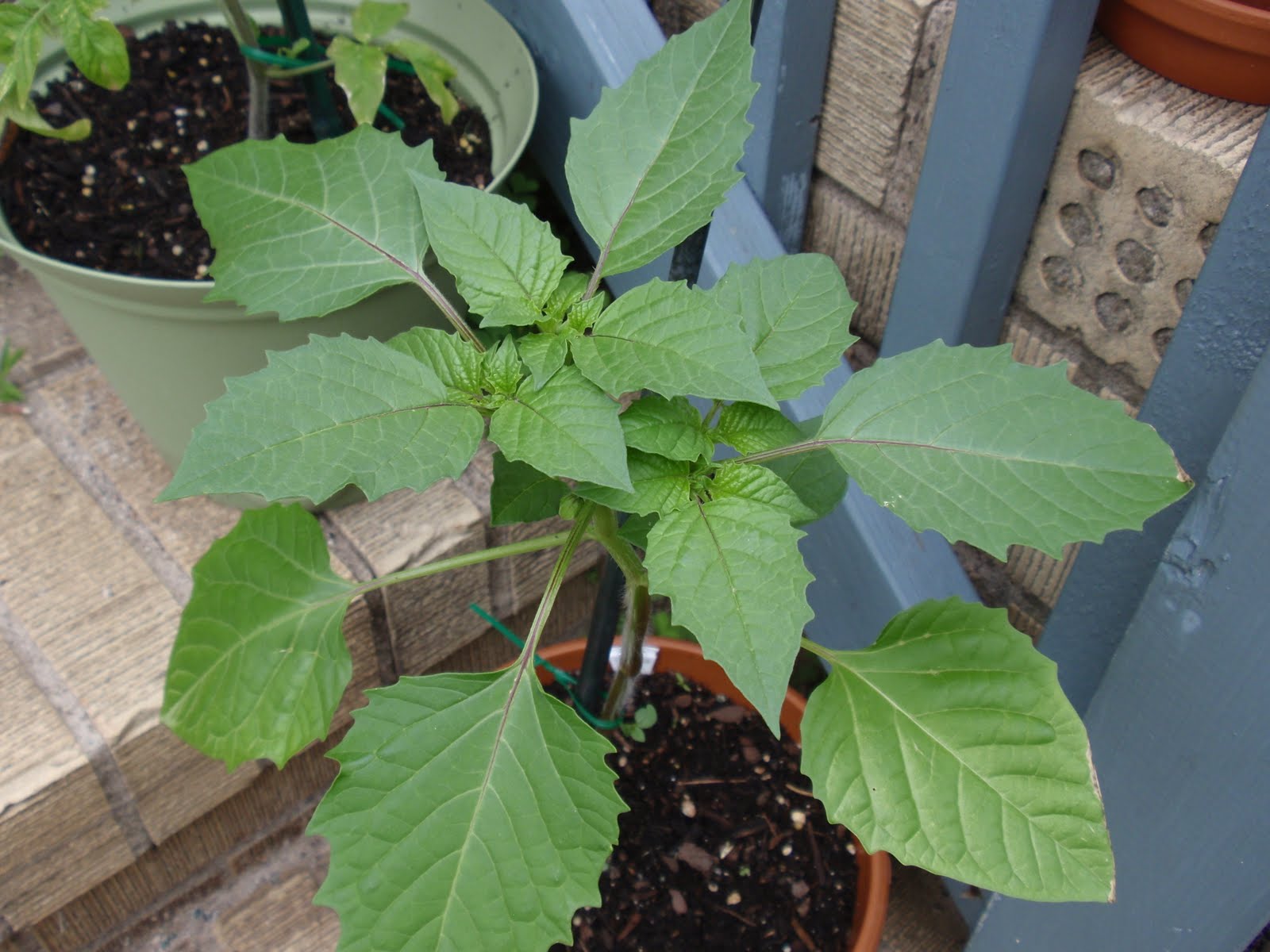 heather's vegetable garden June 2010