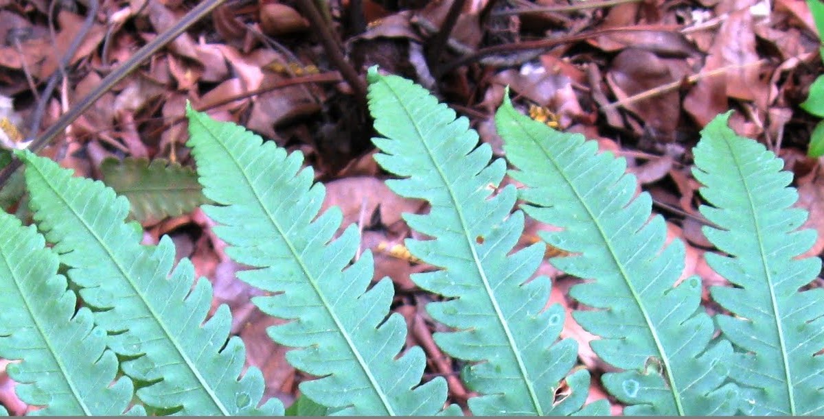 Laskar Cinta Rasul Pteris Sp