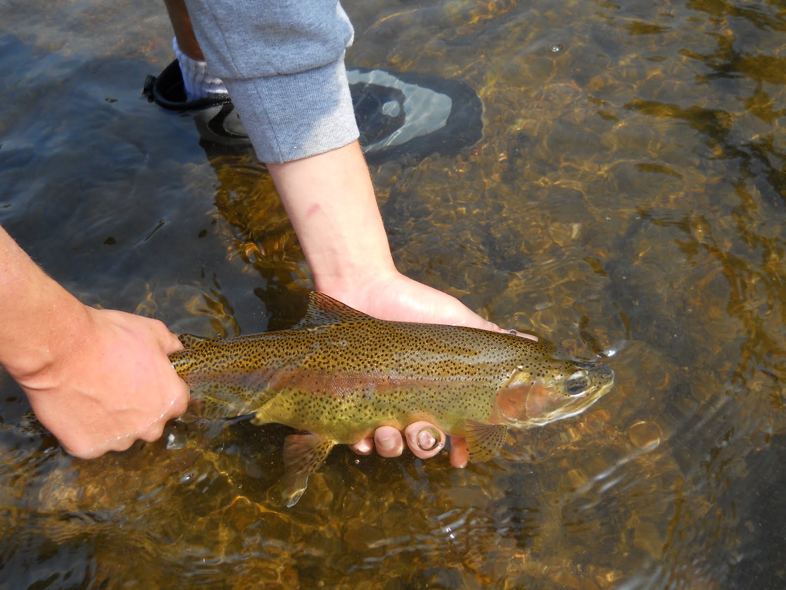 Brown Trout Fly Fishing Watauga River Dry and Dropper Fishing