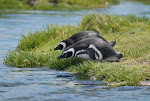 Safári Fotográfico a Bahia Bustamante  -  Septiembre 2011