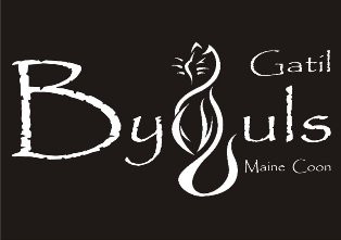 GATIL BYGULS - Maine Coon