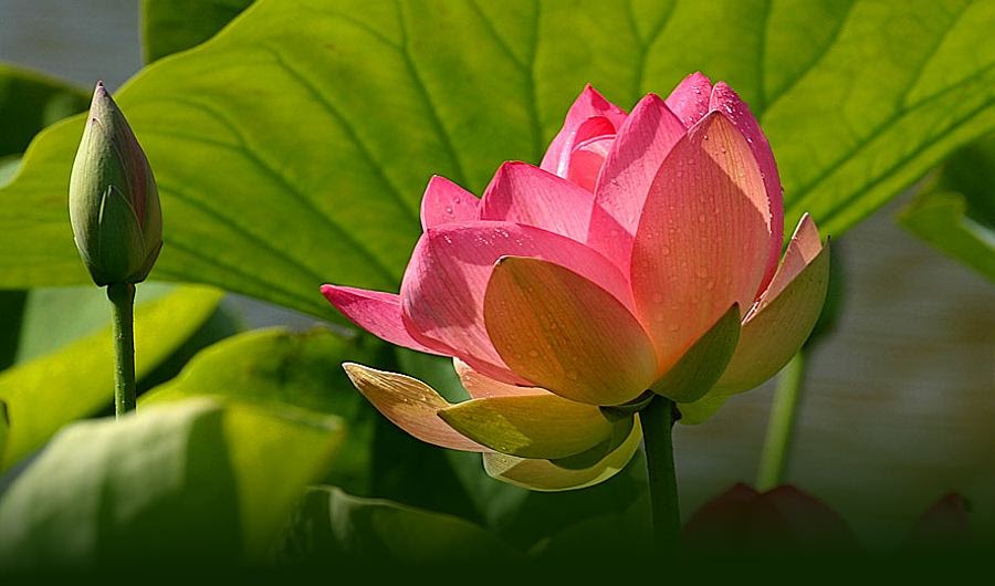gedicht over de lotus bloem sterzoeker de geheime leer en de lotus bloem gedicht over de lotus bloem sterzoeker de geheime leer en de lotus bloem