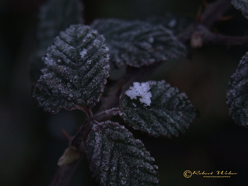 frost leaf