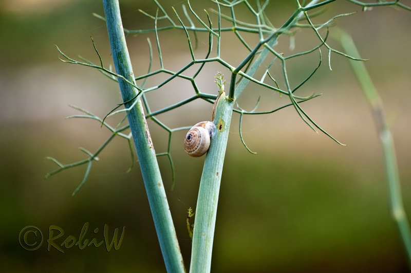 snail in the crossroad