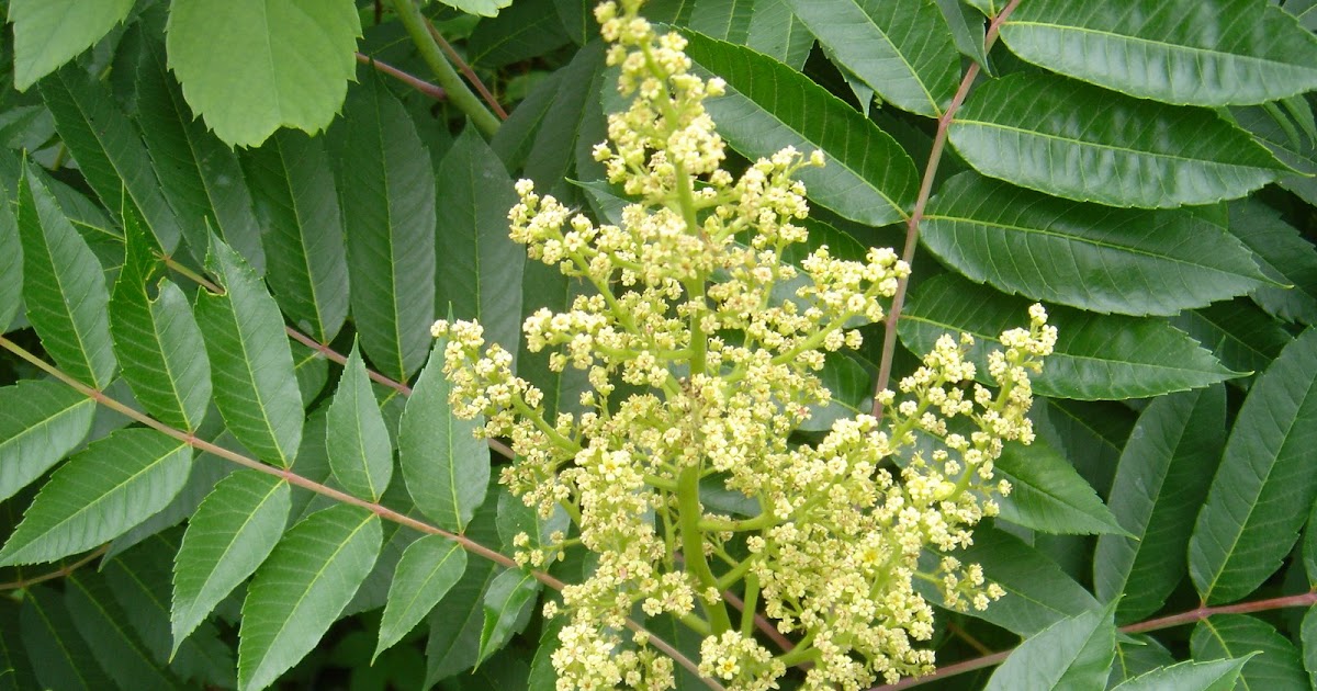 Wild Wild Woods summer sumac