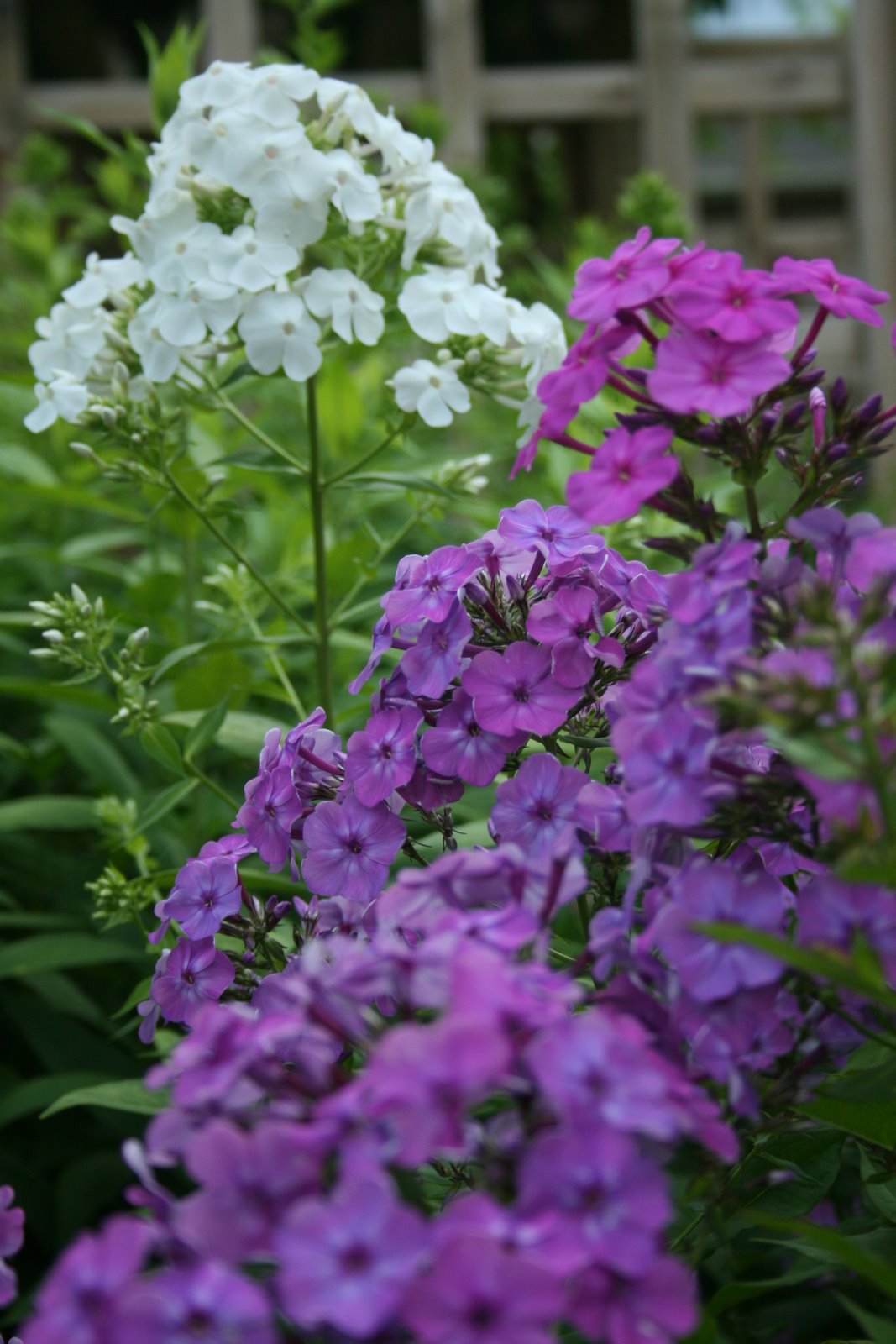 Aiken House & Gardens Phlox My Perennial of the Week