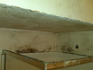 mold drywall
