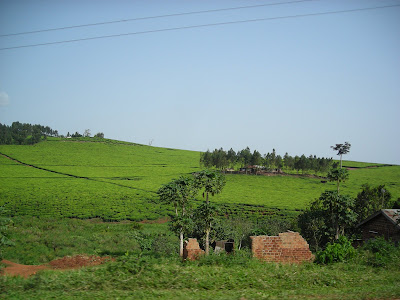 A tea plantation on the road to Jinja