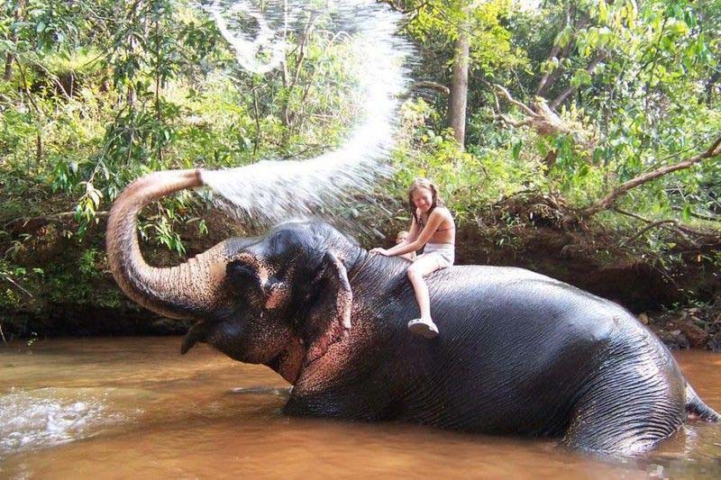 Gajah Aneh