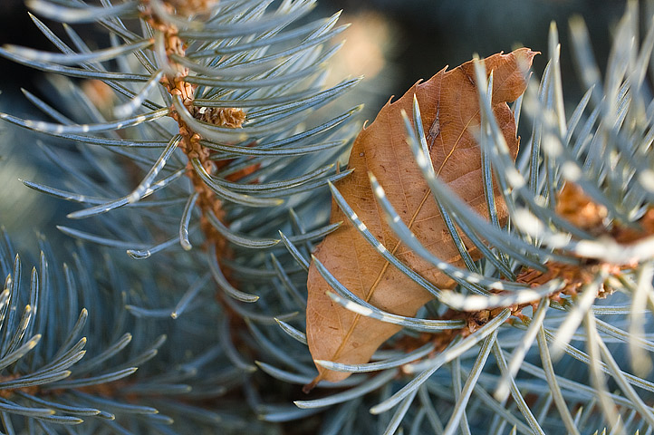 [IMG_0203_leafinbranches.jpg]
