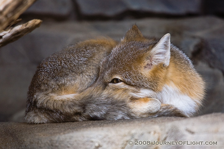 [IMG_3641_swiftfox.jpg]