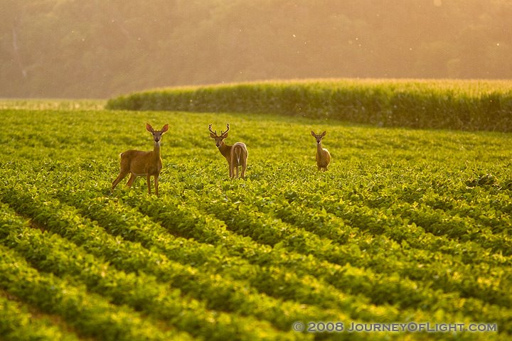 [IMG_5735_deerfield2.jpg]