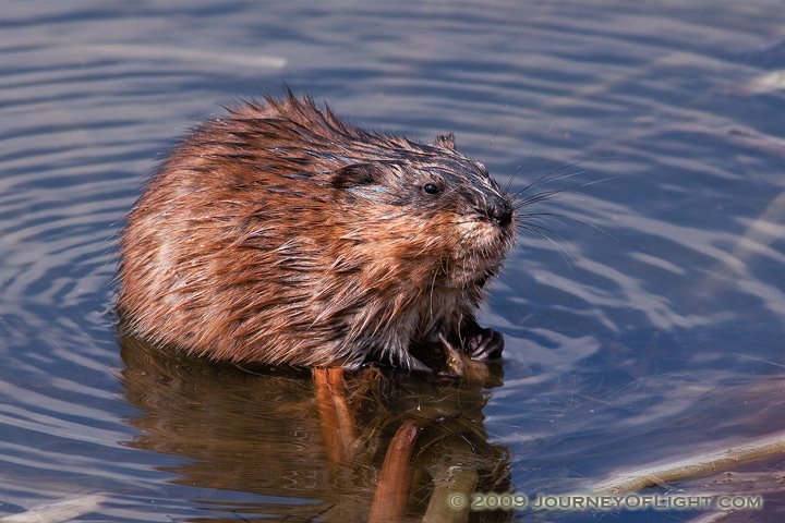 [IMG_3188_muskrat.jpg]