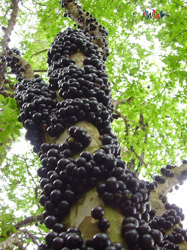 JALWAH Brazilian Grape Tree