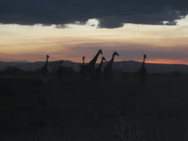 Giraffes near Lake Manyara