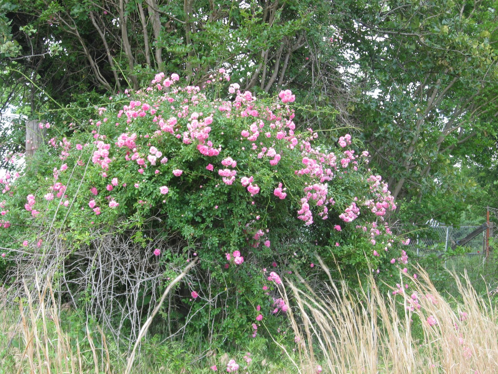 Prairie Places Little Rose Bush on the Prairie