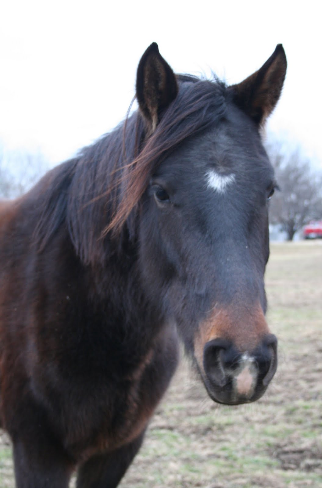 Agouti Horse