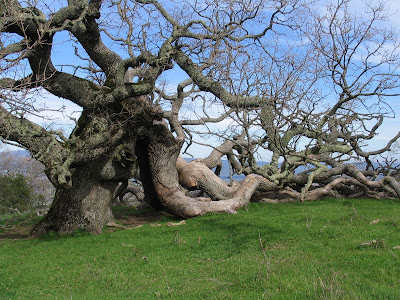 out Pleasanton Ridge,