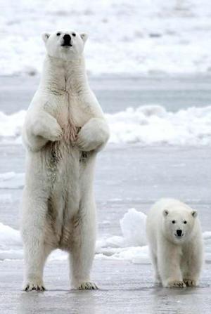 http://1.bp.blogspot.com/_CtNOfZ4Fr3s/TPDgW8zDaRI/AAAAAAAAAG0/SYqOItswJj4/s1600/oso-polar-bear-08%2Bde%2Bpie.jpg