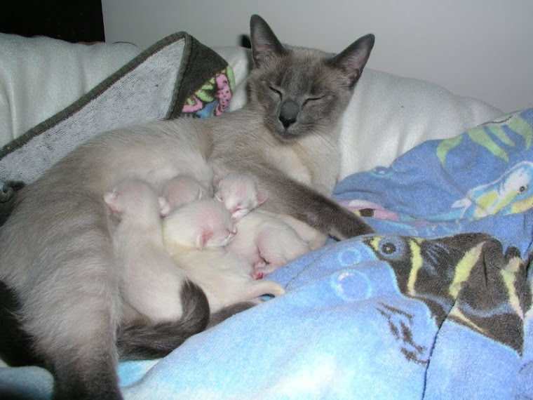 Sushi gives birth to four kittens, March 5, 2008