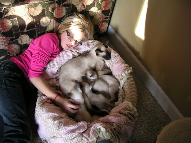 We had a house full of guest this weekend.  The little kittens were admired by all.