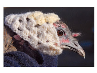 cold turkey