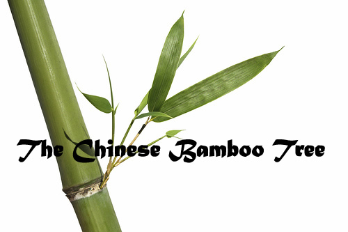 [ChineseBambooTree.jpg]