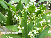 muguet du 1er mai. Cueilli ce matin dans le bois près de chez moi, . (muguet)