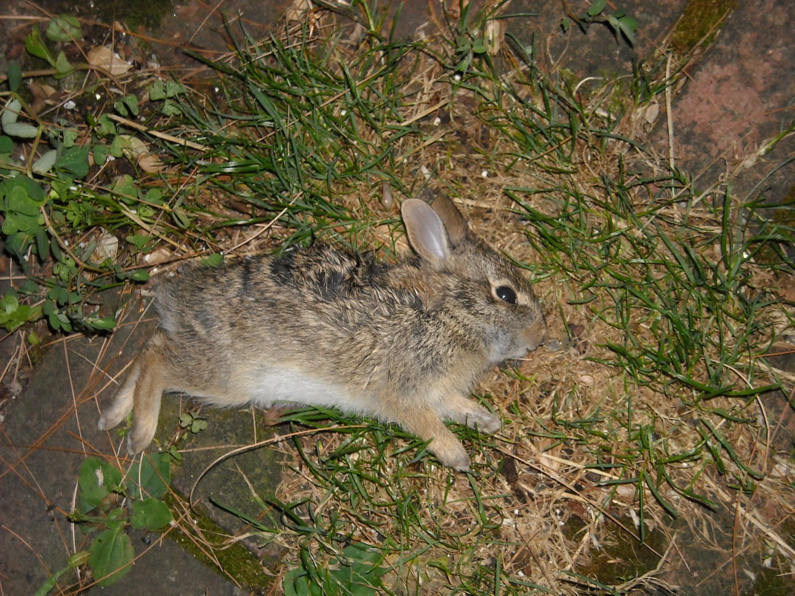 Rabbit Dead