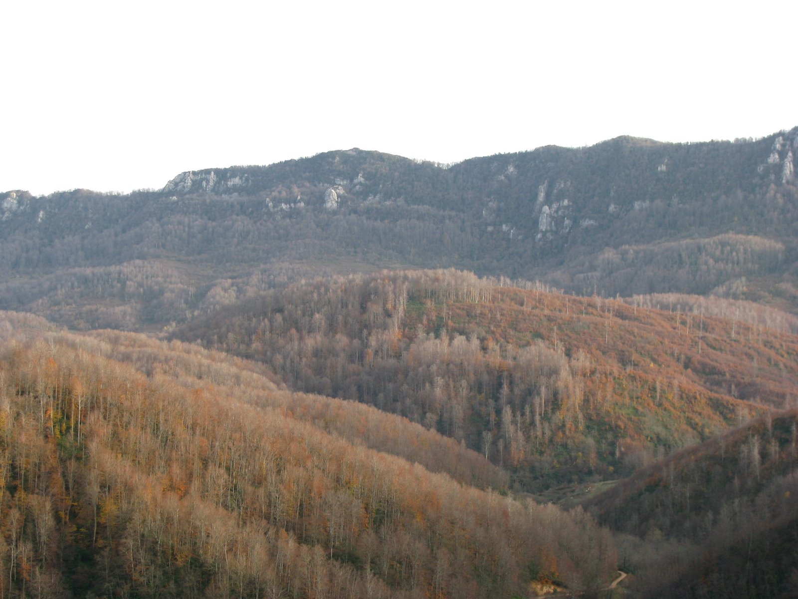 [Bartınlı+arıcı+8819.jpg]