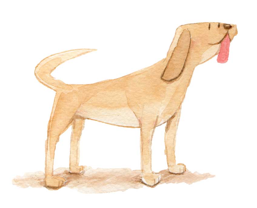 [dog.jpg]