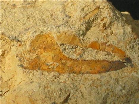 external image cangrejos.jpg