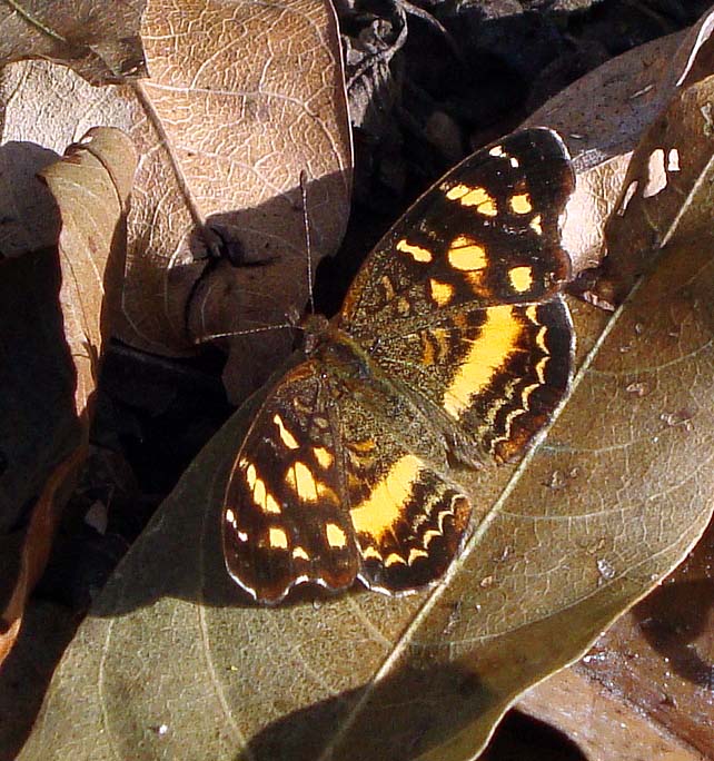 [Pale-banded+Crescent,+Phyciodes+tulcis.jpg]