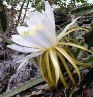 Hylocereus Triangularis
