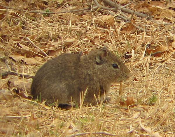 Bolivian Chinchilla Rat