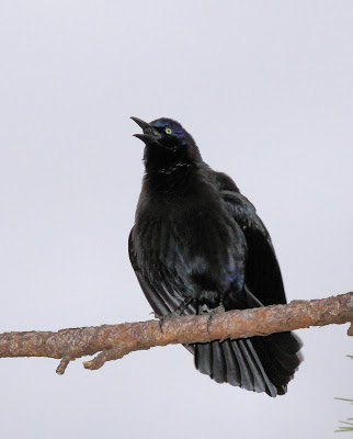 Adult male common grackle. common grackle male. Adult male common grackle.