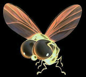 Projecto Drosophila