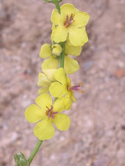 flora de Cabriñana