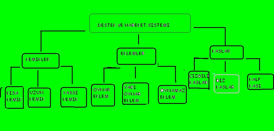 oğuzhan yaşar ın Fen Bilgisi Çalışmaları: Mart 2010
