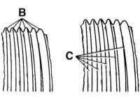serentine belt diagram